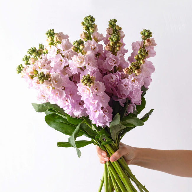 Hand holding light pink stock flowers – natural rustic British flowers