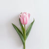 British Pink Tulips with Free Next Day Delivery