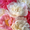 Mixed Coloured Peonies in Light Pink, White and Deep Red