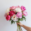 Mixed Coloured Peonies in Light Pink, White and Deep Red