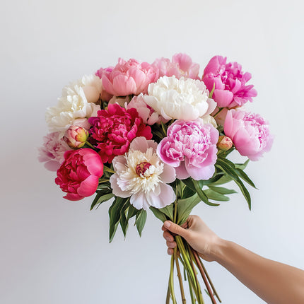 Mixed Coloured Peonies in Light Pink, White and Deep Red
