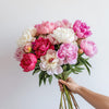 Mixed Coloured Peonies in Light Pink, White and Deep Red