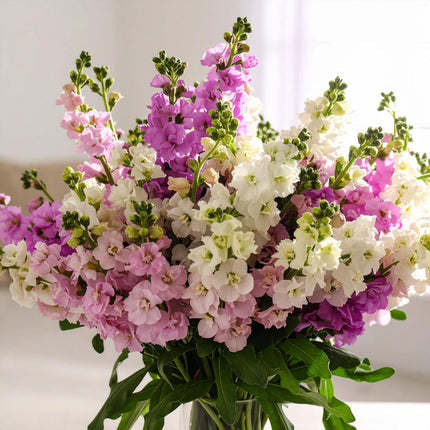 Mixed Colours Stocks Flowers Delivery UK