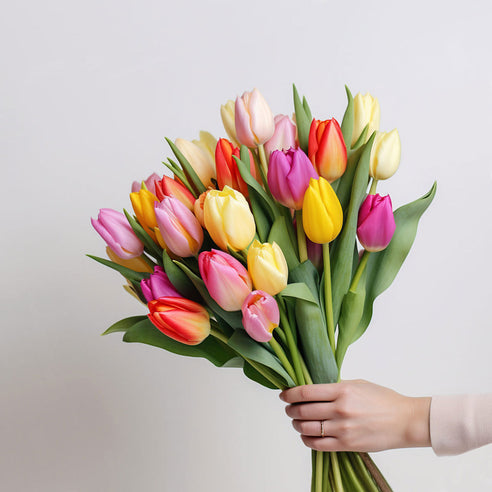 A bouquet of mixed coloured British tulips in colours like yellow, red, purple, white and pink. 