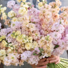 British Stock Flowers in mixed pastel colours