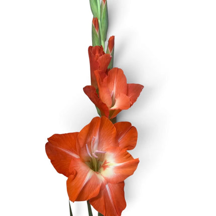 Orange Gladioli – British Grown, Lincolnshire