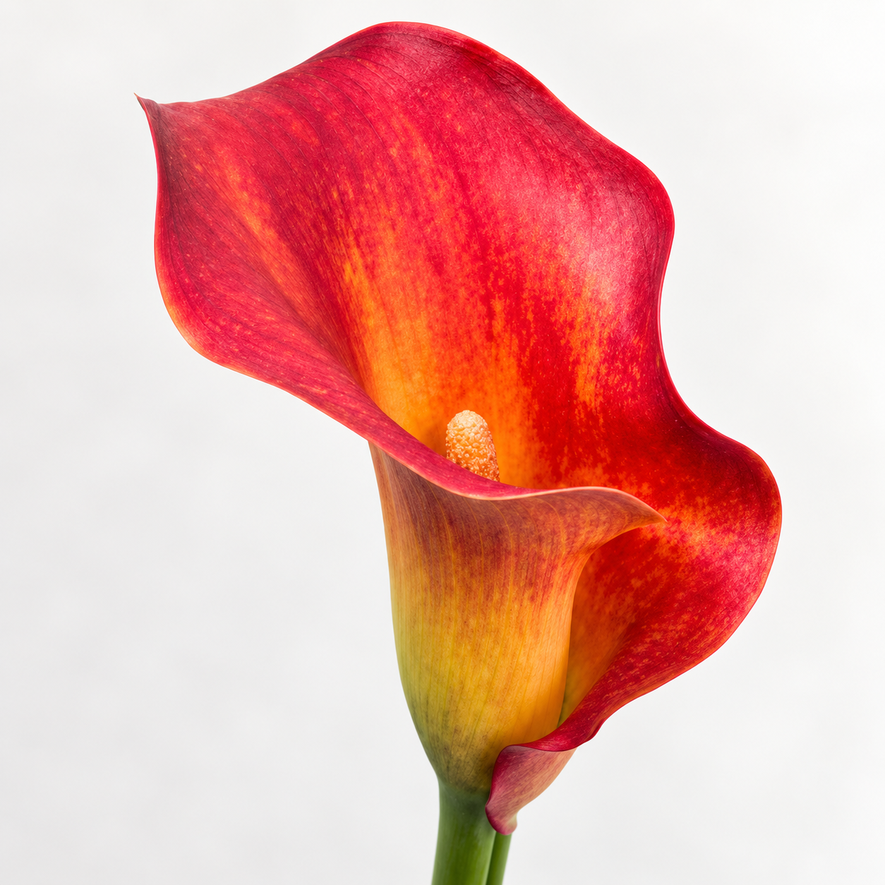 Orange Calla Lilies – Captain Trinity