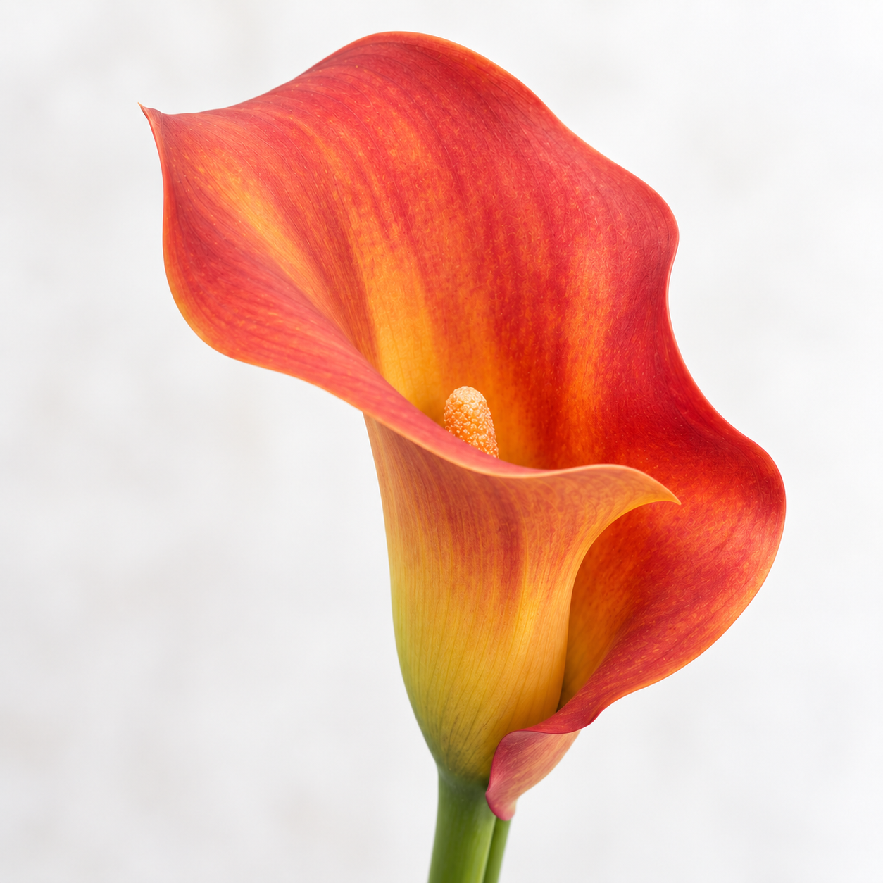 Orange Calla Lilies – Captain Trinity