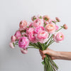 Pastel Pink Ranunculus British Grown Flowers Free Next Day Delivery UK