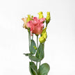 Peach Pink Lisianthus Flower - LOV Flowers