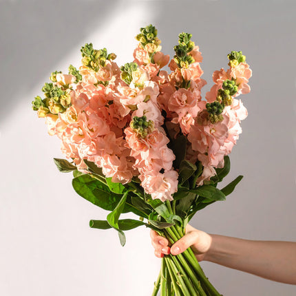 Hand holding peach stock bouquet – romantic rustic British flowers