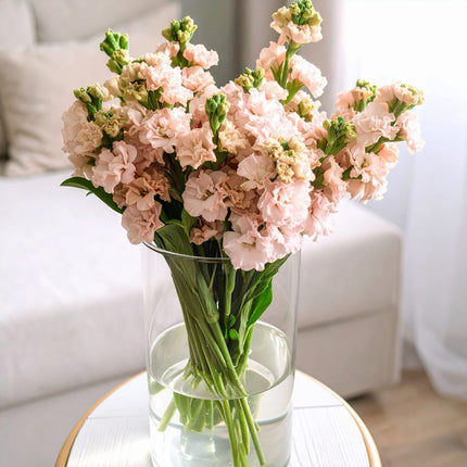 Peach Stocks Scented British Flowers Delivery