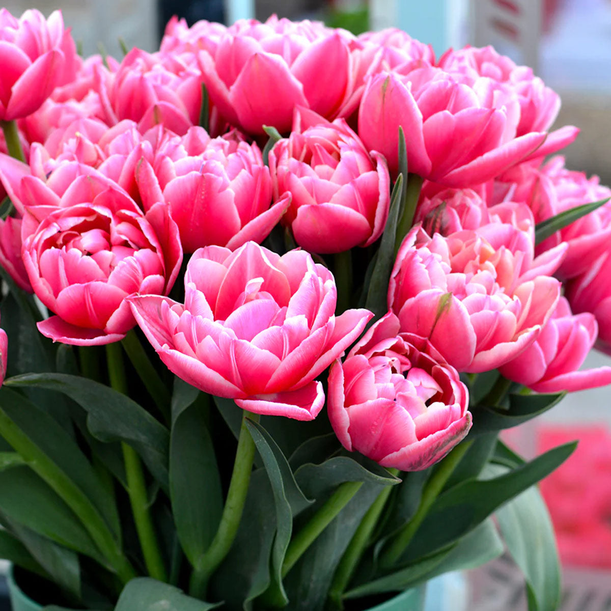 Pink Peony Tulips Columbus Bicolour