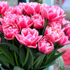 Pink Peony Tulips Columbus Bicolour