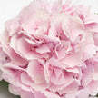 Baby Pink Hydrangea Flowers