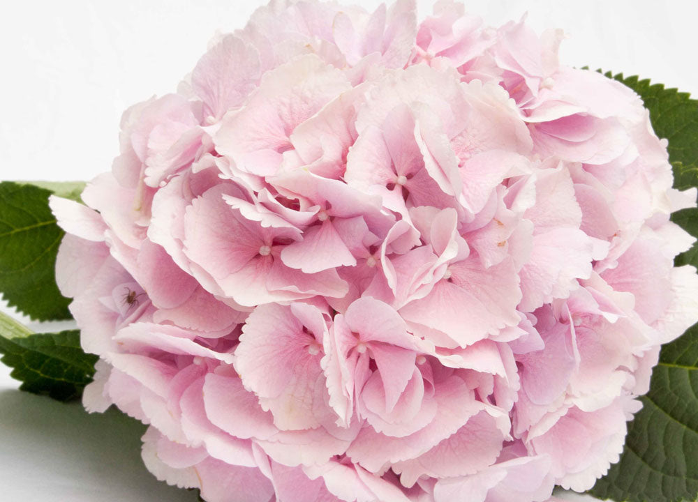 Baby Pink Hydrangea Flowers