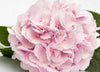 Baby Pink Hydrangea Flowers