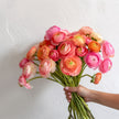 Colourful Ranunculus British Grown Free Next Day Delivery UK Peach Pink
