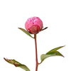 Pink Peony Bud Flower - LOV Flowers