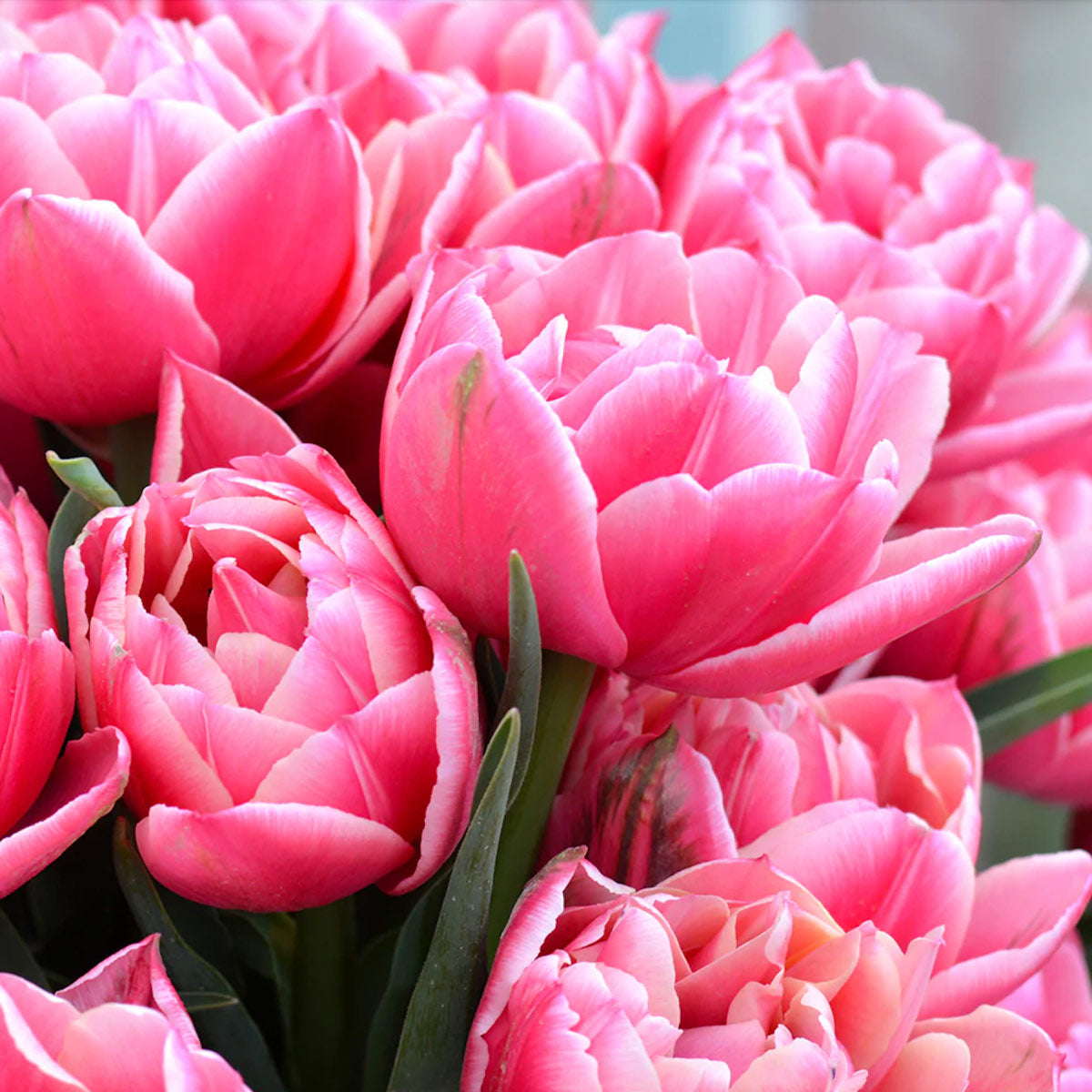 Pink Peony Tulips Columbus Bicolour