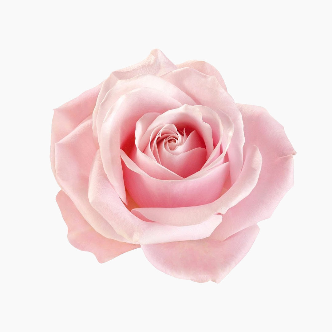 Pink Roses | Order Roses Online | Free Next Day Delivery – LÖV Flowers