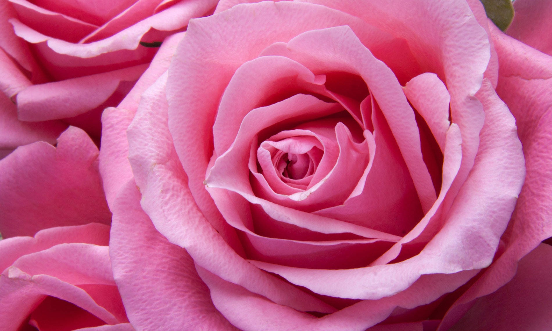 Pink roses flower - LOV Flowers