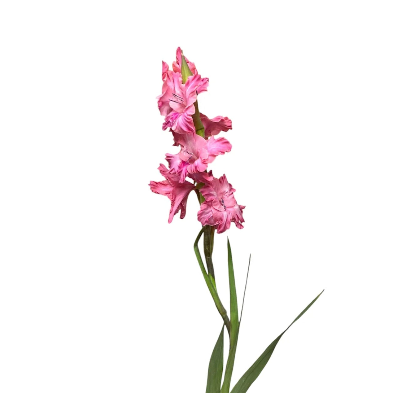 Mid Pink Gladioli – British Grown | 75cm
