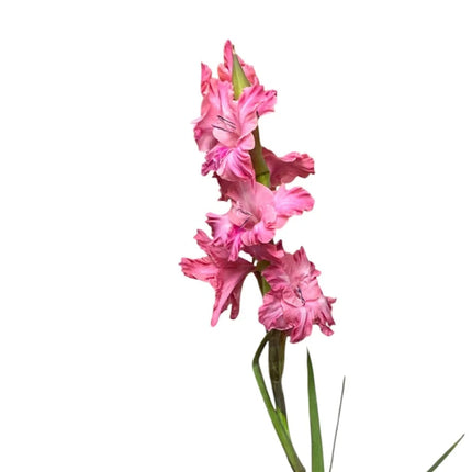 Mid Pink Gladioli – British Grown | 75cm