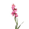 Mid Pink Gladioli – British Grown | 75cm