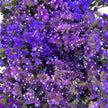 British-Grown Purple Statice Flower Stems