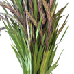 Purple Gladioli – British Grown | 75cm