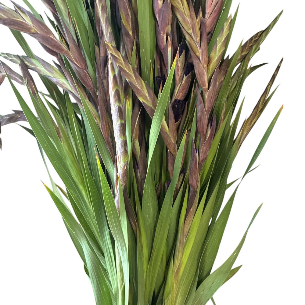 Purple Gladioli – British Grown | 75cm