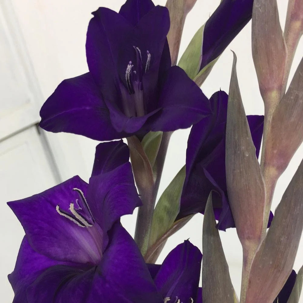 Purple Gladioli – British Grown | 75cm