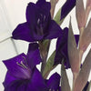 Purple Gladioli – British Grown | 75cm