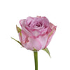 Purple Rose Delivery - LOV Flowers