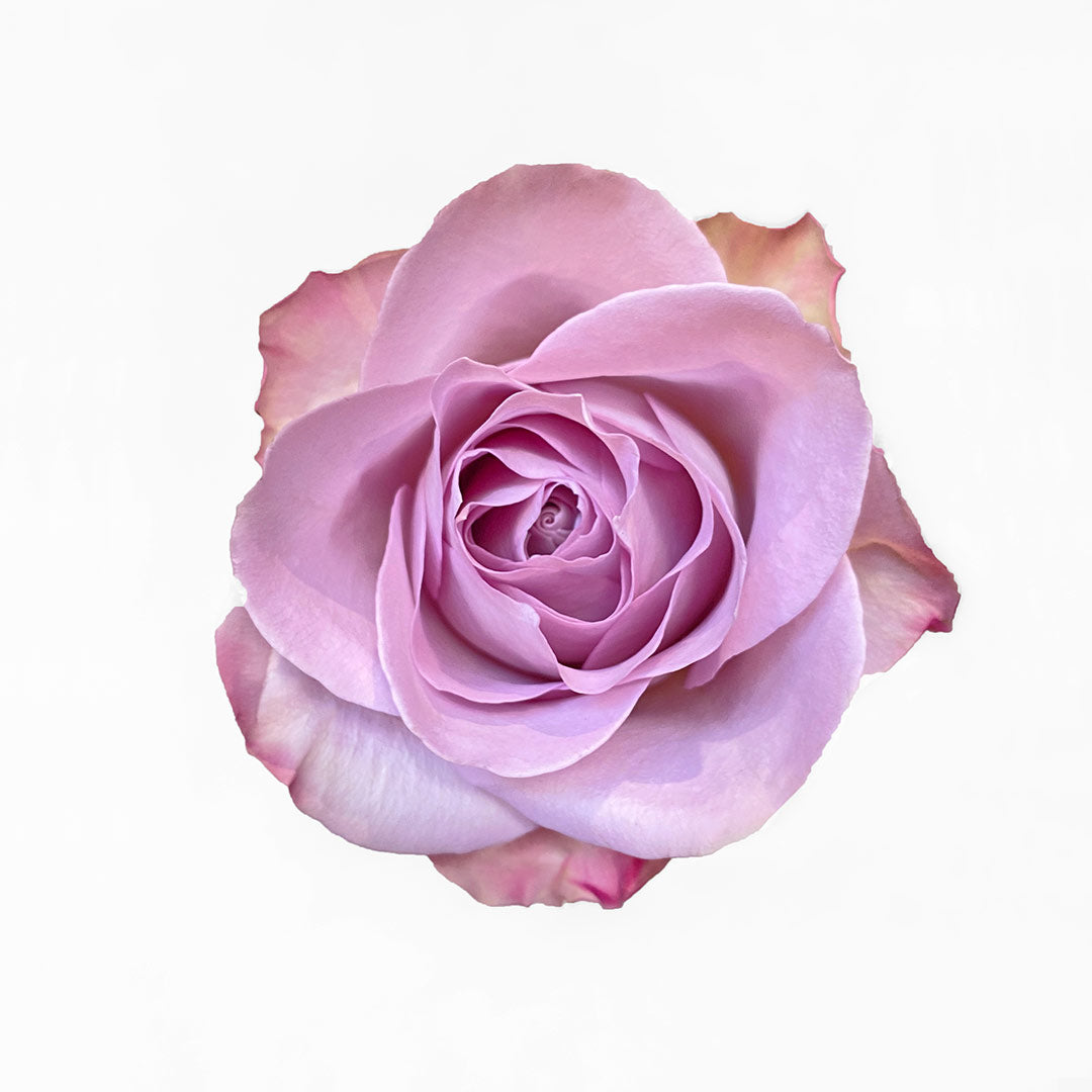 Purple, Dusky Mauve Roses Flower Delivery