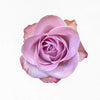 Purple lilac lavender Memory Lane rose - LOV Flowers