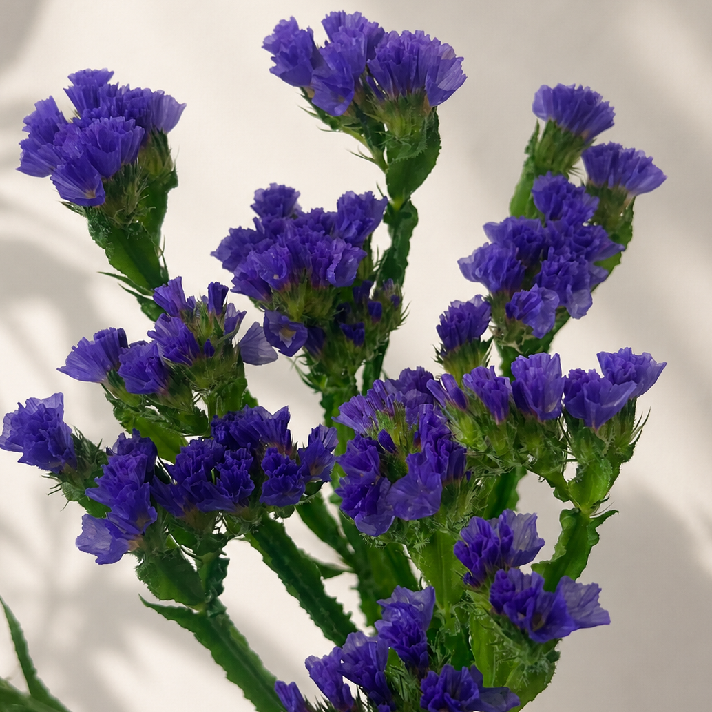 British-Grown Purple Statice Flower Stems
