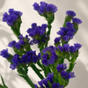 British-Grown Purple Statice Flower Stems