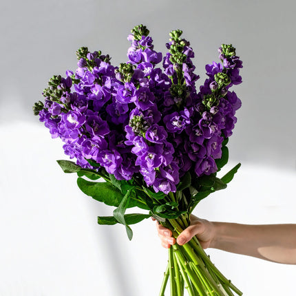 Hand holding purple stock bouquet – bold, fragrant British flowers