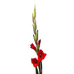Dark Red Gladioli – British Grown | 75cm
