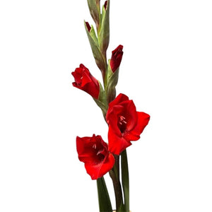 British Gladioli Grower Box – 100 Stems