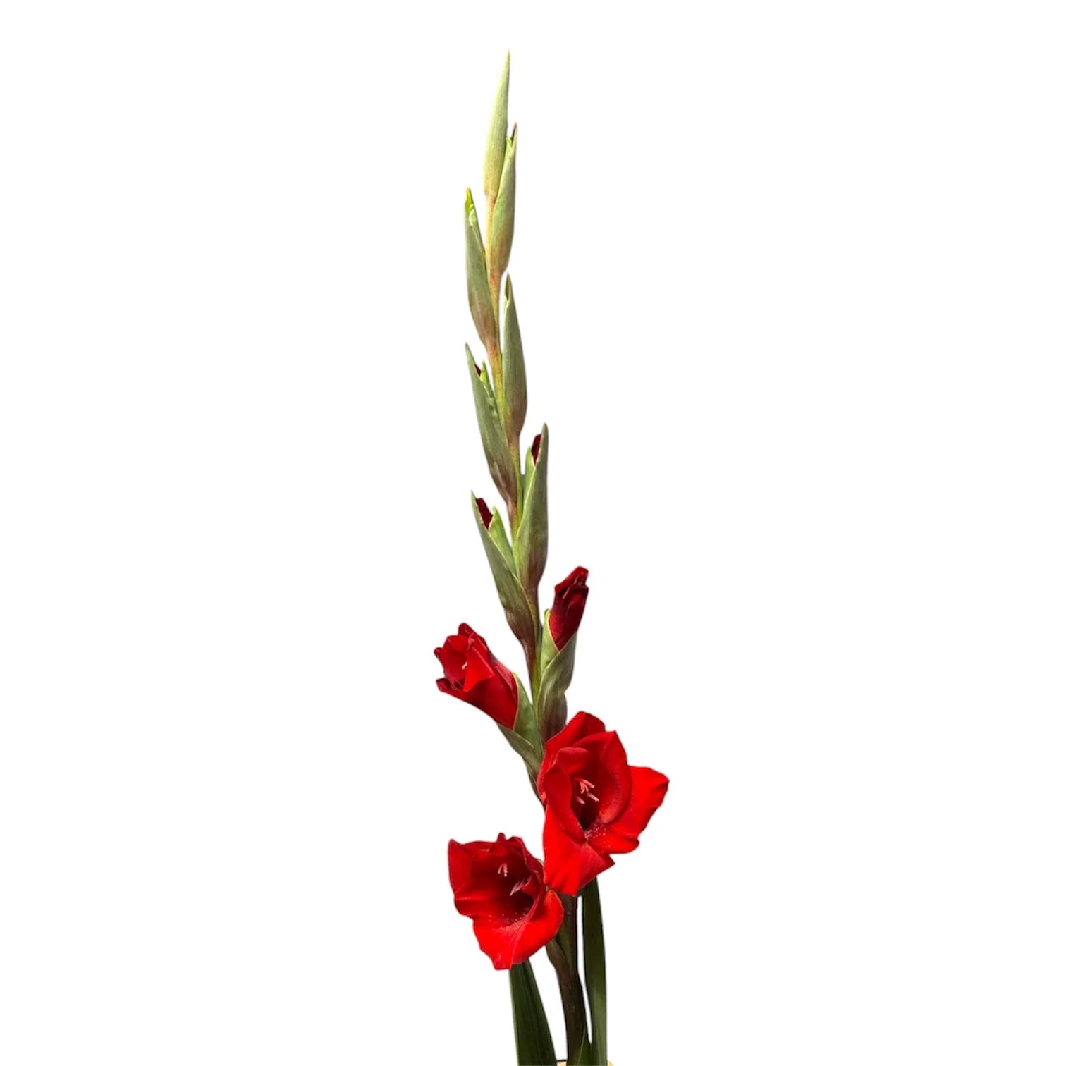 Dark Red Gladioli – British Grown | 75cm