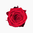 Red Naomi Rose - LOV Flowers