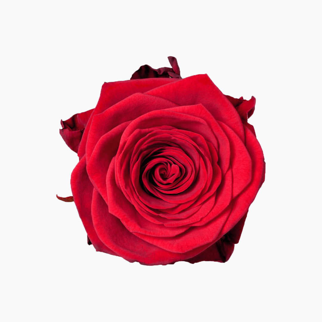 Red Roses  Luxury Red Roses Delivery – LÖV Flowers
