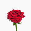 Red Naomi Rose Free Next Day Delivery UK - LOV Flowers