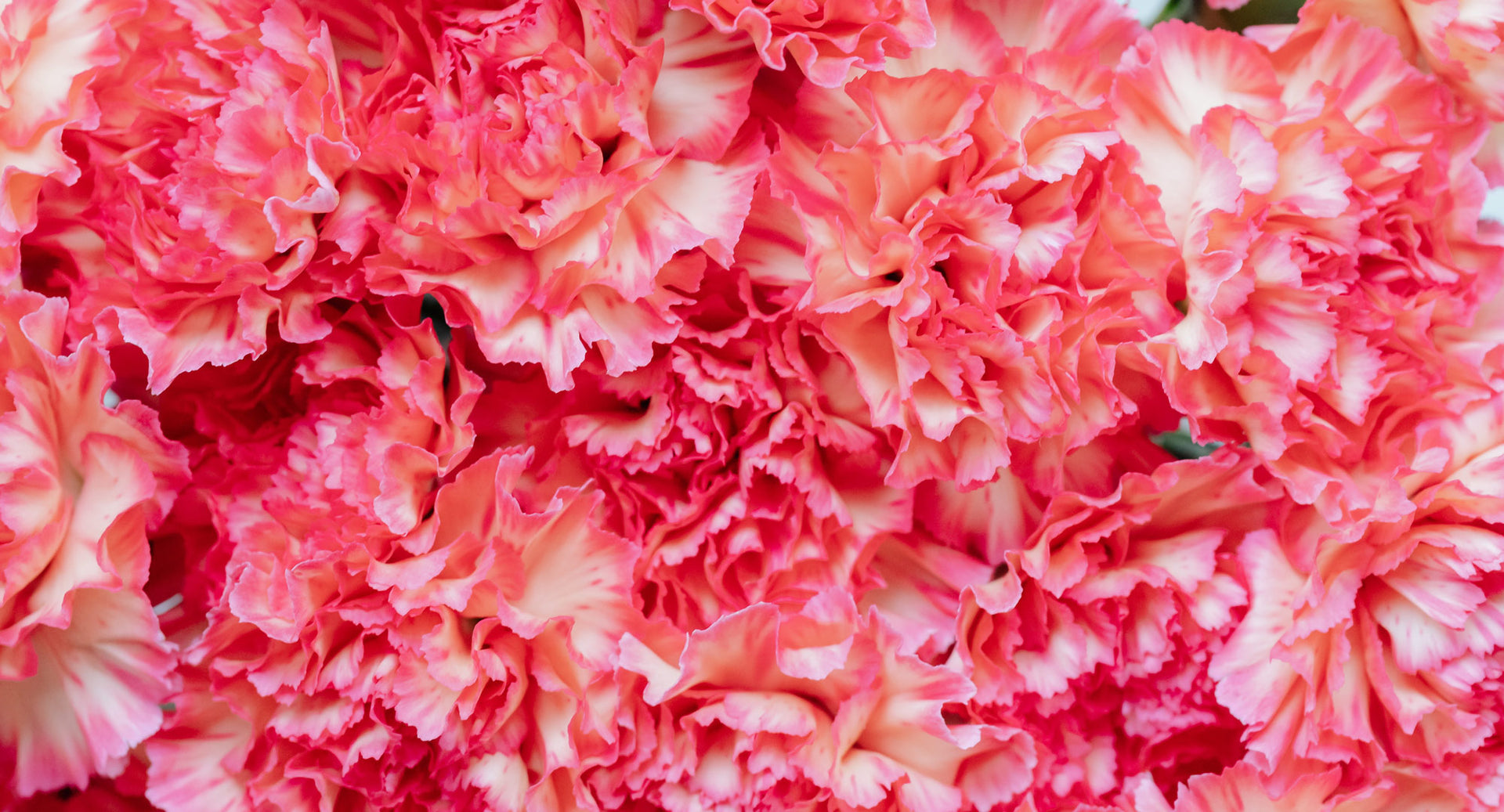 Hot pink red carnations by post