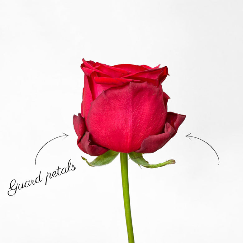 Red roses guard petals rose care tips