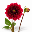 Dahlia ‘Red Runner’ – Burgundy Red