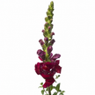 British Red Snapdragon Flowers